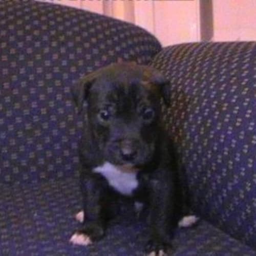 No photo for Cody On Hold
