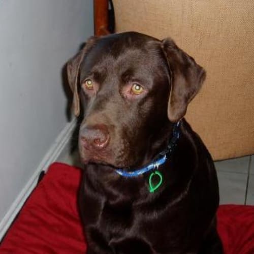 No photo for Paddington