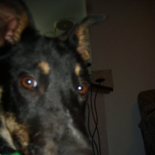 No photo for *On Trial* Guido