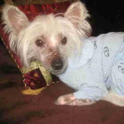 No photo for Uncle Fester