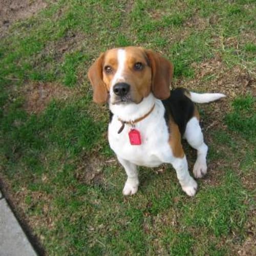 No photo for *Adoption Pending* Bj