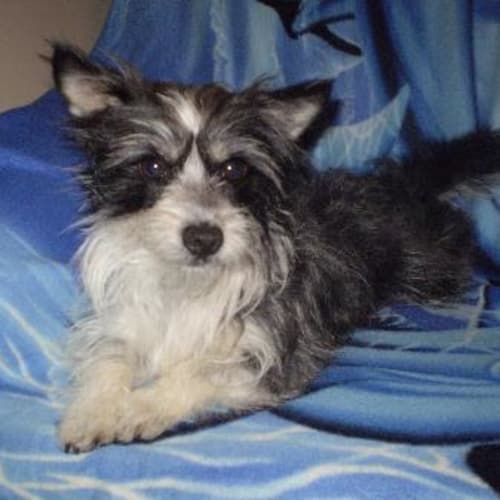 No photo for Charlie