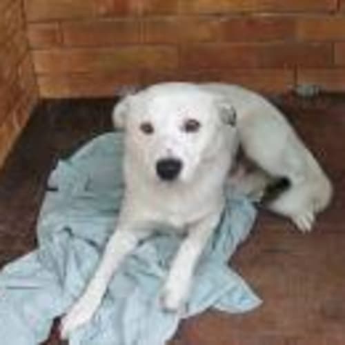 No photo for Snowy   On Trial