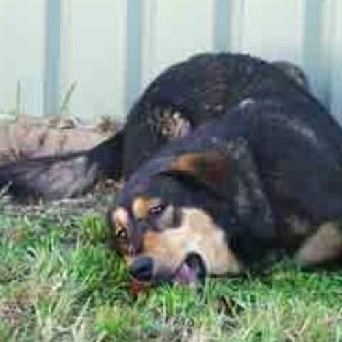 No photo for Rocky   On Trial