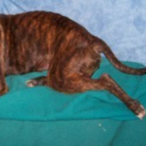 No photo for Roxy   On Trial