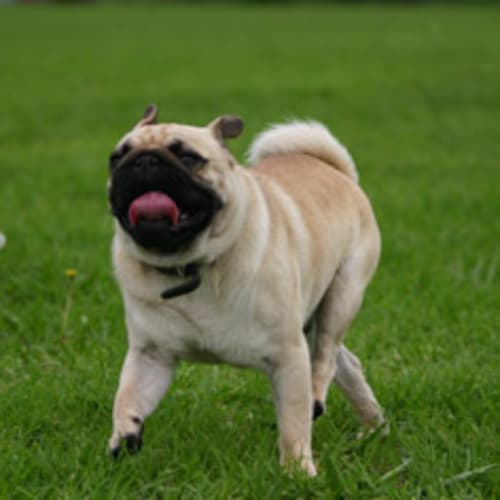 No photo for Maxwell