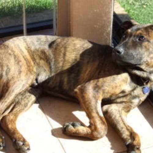 No photo for *Adoption Pending* Reuben
