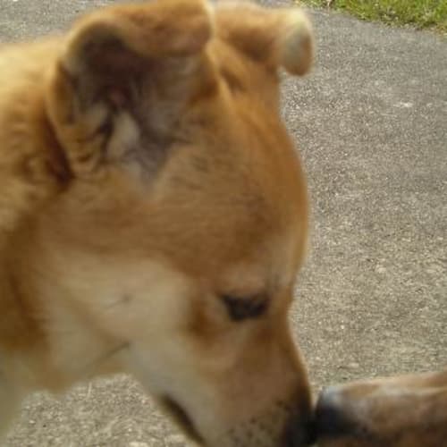 No photo for Spunky