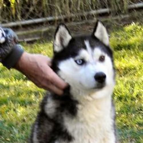 No photo for Diesel