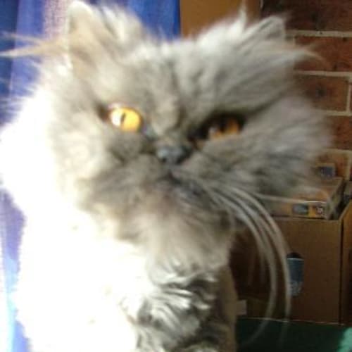 No photo for Gumdrop