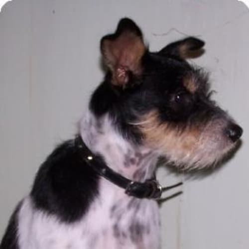 No photo for Jacko   On Trial