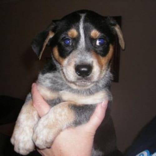 No photo for **On Trial** Chudley