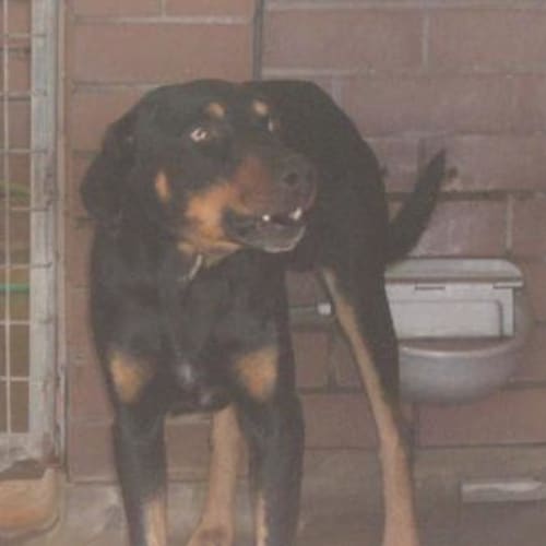 No photo for Dante (Impound No. 3777)