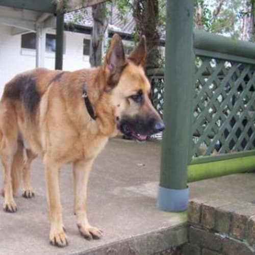 No photo for Skipper