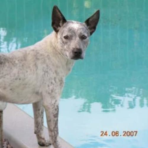 No photo for *Adoption Pending* Gypsy