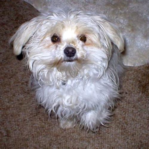 No photo for Blossom