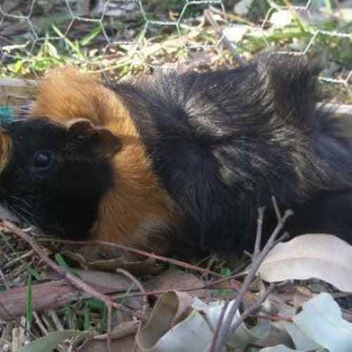 No photo for Mikey And Tyke