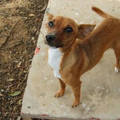 No photo for Pogo On Hold