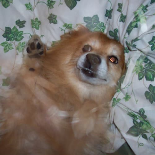 No photo for Winston