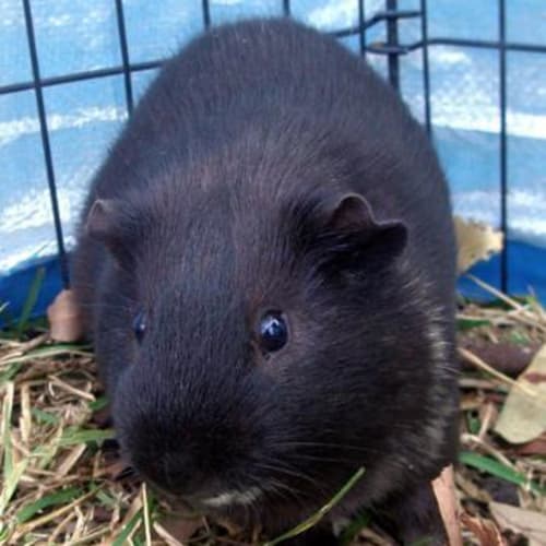 No photo for Wilbur And Cody ( Adoption Pending )