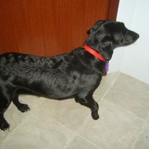 No photo for *Adoption Pending* Harmony