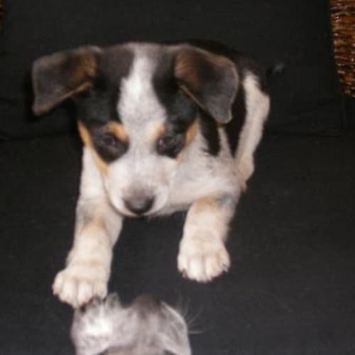 No photo for **On Trial** Daisy