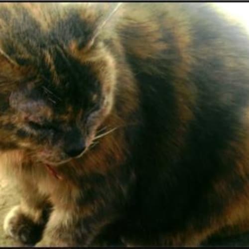 No photo for Lonely Shay