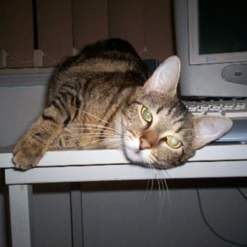 No photo for Felicity