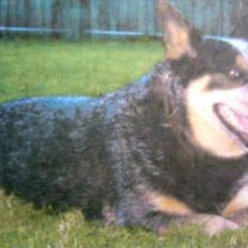 No photo for Sausage