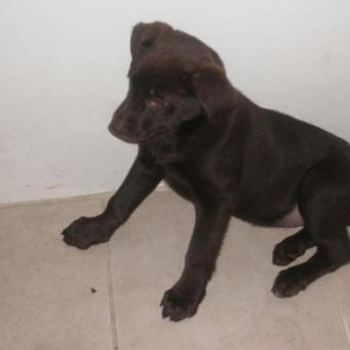 No photo for **On Trial** Cookie