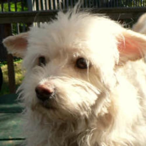 No photo for Lincoln