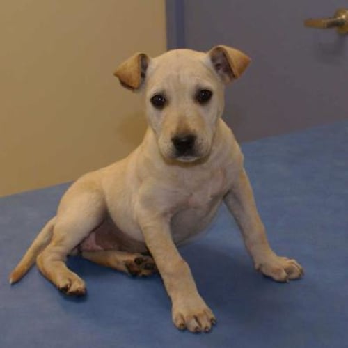 No photo for Samphire