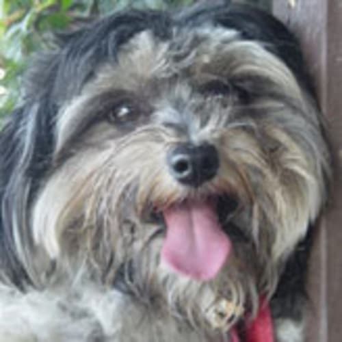 No photo for Maxwell