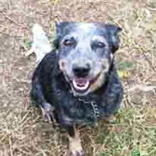 No photo for Roxy (Little Mumma)   On Trial