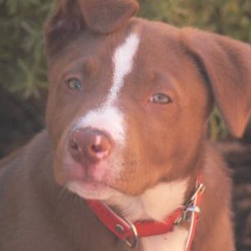 No photo for *Adoption Pending* Jay Jay