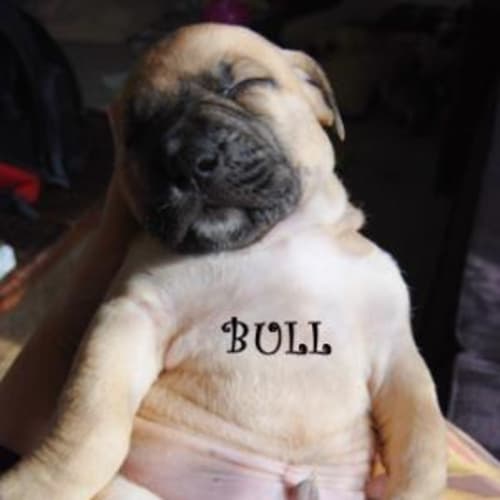 No photo for Bull "Is On Hold"