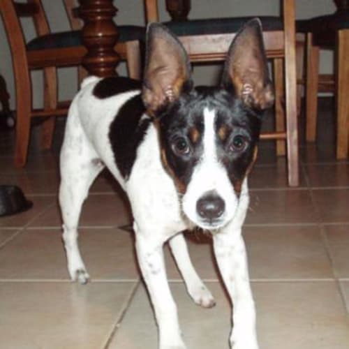 No photo for *Adoption Pending* Reggie