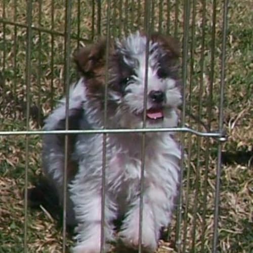 No photo for Yowie On Hold