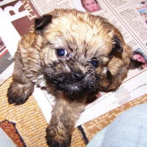 No photo for Yummi Bear On Hold