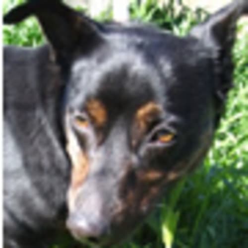 No photo for Kibibbi