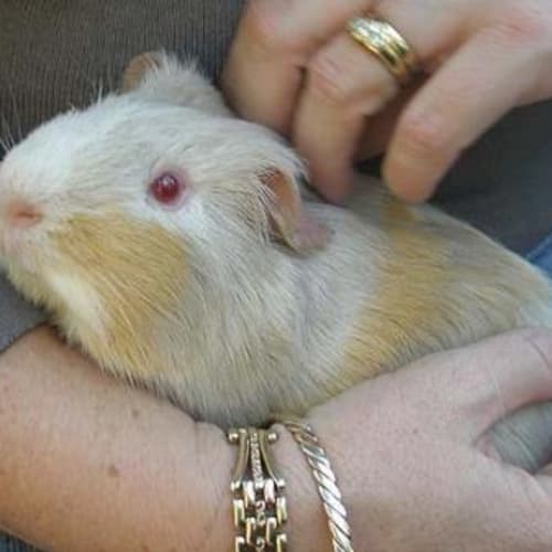 No photo for Cyclops