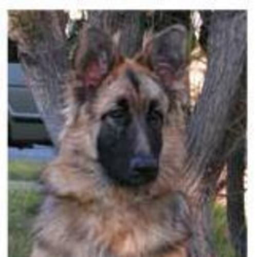 No photo for Shanook