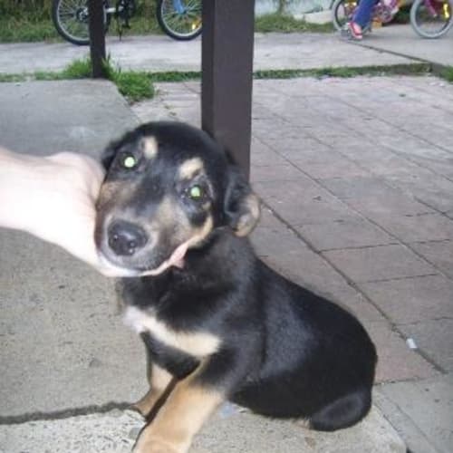 No photo for Frankie