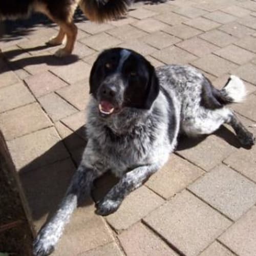 No photo for Sampson