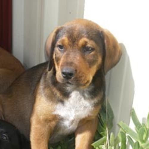 No photo for *Adoption Pending* Simba