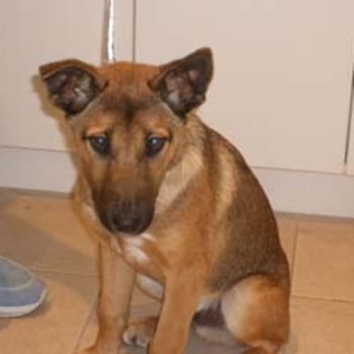 No photo for *Adoption Pending* Flynn