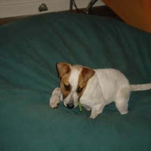 No photo for *Adoption Pending* Jessy