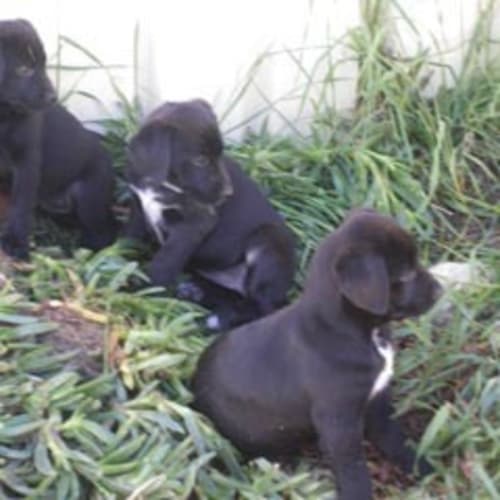 No photo for *Adoption Pending* Samuel