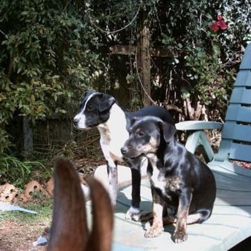 No photo for Jessie & Freckles