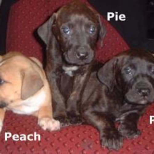 No photo for Puppies